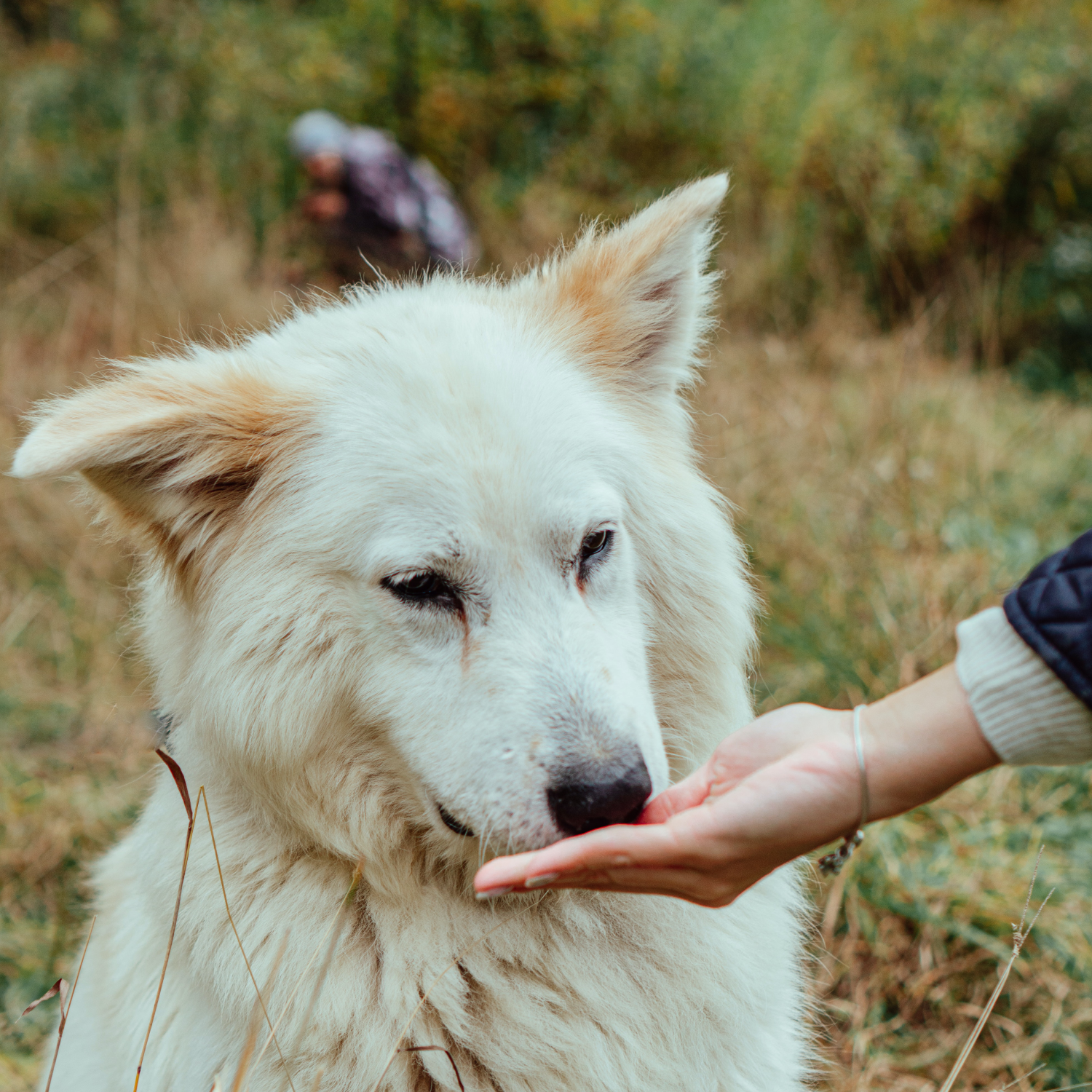 pexels-irina-zhur-9862780